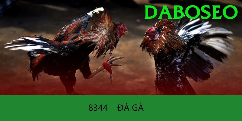 Đá Gà Trực Tiếp - Trải nghiệm tuyệt vời - Tải app